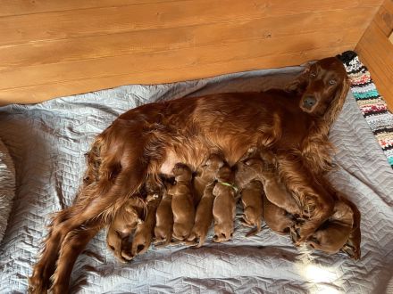 Irish red setter- puppies