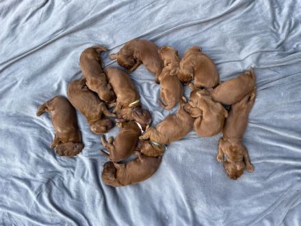 Irish red setter- puppies