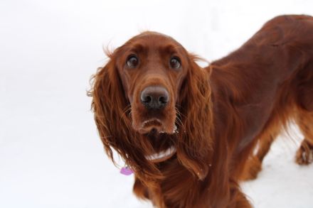 Irish red setter- puppies