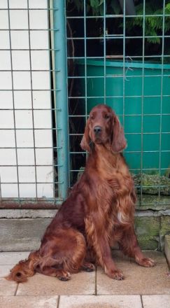 Irish red setter- puppies