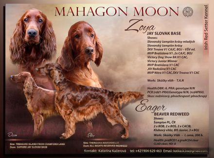 Irish red setter- puppies