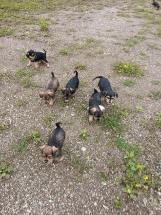 Sieben Fellnasen suchen Zuhause!