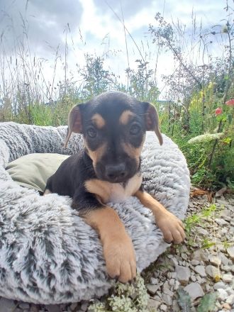 Sieben Fellnasen suchen Zuhause!