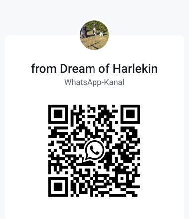 Großpudel Welpen in schwarz und braun mit DPK-VDH-FCI Papieren und EU-Heimtierpass