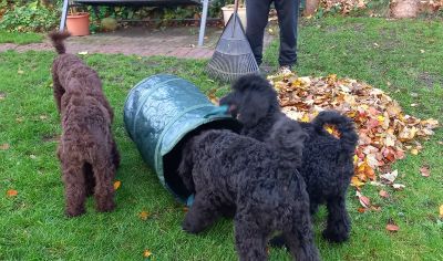 Großpudel Welpen in schwarz und braun mit DPK-VDH-FCI Papieren und EU-Heimtierpass