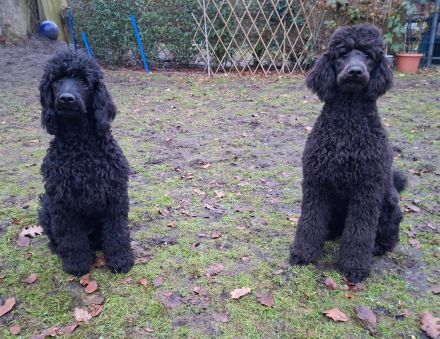 Großpudel / Königspudel Junghunde 6 Monate in schwarz mit DPK-VDH-FCI Papieren und EU-Heimtierpass