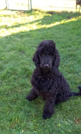 Großpudel / Königspudel Welpen 5 Monate in schwarz mit DPK-VDH-FCI Papieren und EU-Heimtierpass