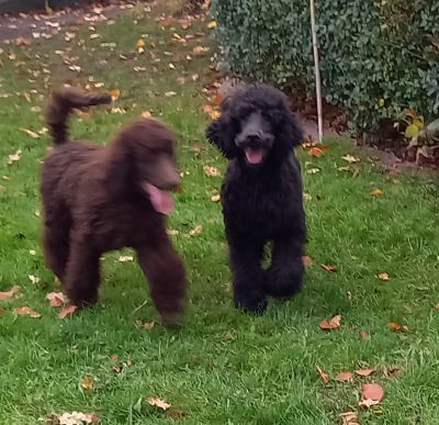Großpudel Welpen in schwarz und braun mit DPK-VDH-FCI Papieren und EU-Heimtierpass