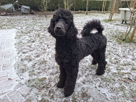 Großpudel / Königspudel Junghunde 6 Monate in schwarz mit DPK-VDH-FCI Papieren und EU-Heimtierpass