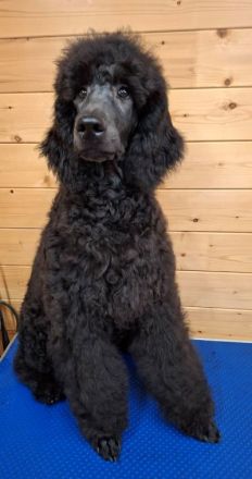 Großpudel / Königspudel Welpen 5 Monate in schwarz mit DPK-VDH-FCI Papieren und EU-Heimtierpass