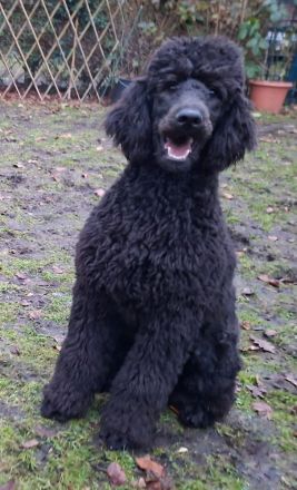 Großpudel / Königspudel Junghunde 6 Monate in schwarz mit DPK-VDH-FCI Papieren und EU-Heimtierpass