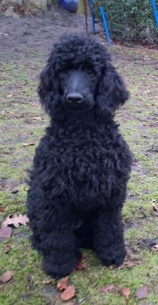 Großpudel / Königspudel Junghunde 6 Monate in schwarz mit DPK-VDH-FCI Papieren und EU-Heimtierpass