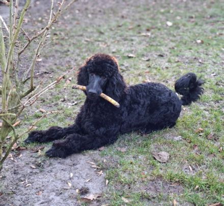 Großpudel / Königspudel Junghunde 6 Monate in schwarz mit DPK-VDH-FCI Papieren und EU-Heimtierpass