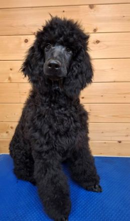 Großpudel / Königspudel Welpen 5 Monate in schwarz mit DPK-VDH-FCI Papieren und EU-Heimtierpass