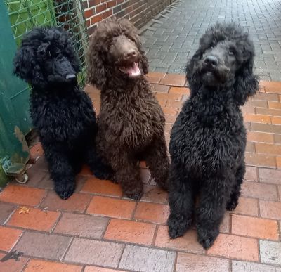 Großpudel / Königspudel Welpen 5 Monate in schwarz mit DPK-VDH-FCI Papieren und EU-Heimtierpass