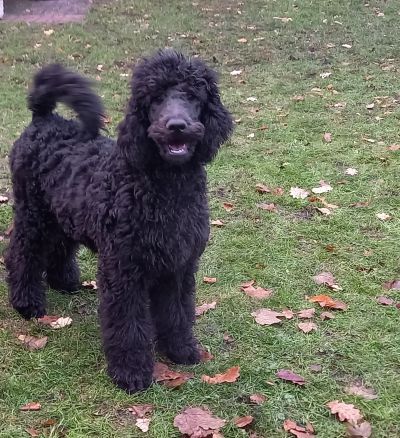 Großpudel / Königspudel Welpen 5 Monate in schwarz mit DPK-VDH-FCI Papieren und EU-Heimtierpass