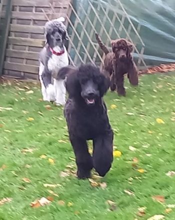 Großpudel Welpen in schwarz und braun mit DPK-VDH-FCI Papieren und EU-Heimtierpass