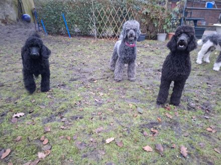 Großpudel / Königspudel Junghunde 6 Monate in schwarz mit DPK-VDH-FCI Papieren und EU-Heimtierpass