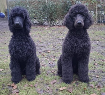 Großpudel / Königspudel Junghunde 6 Monate in schwarz mit DPK-VDH-FCI Papieren und EU-Heimtierpass