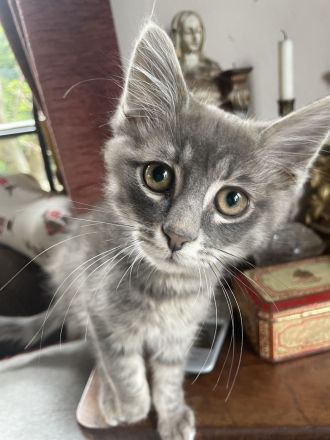 Reinrassiges Türkisch Angora Jungtier