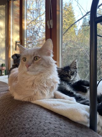 Reinrassiges Türkisch Angora Jungtier