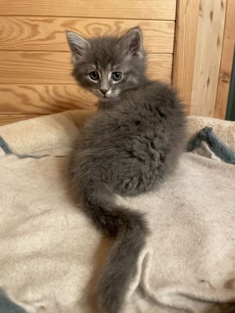 Reinrassiges Türkisch Angora Jungtier