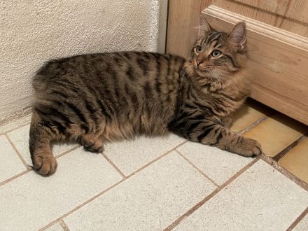 Erol, reinrassiger Türkisch Angora Kater