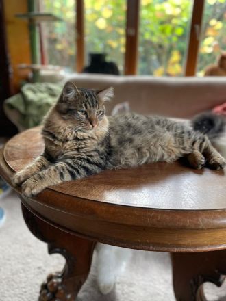 Erol, reinrassiger Türkisch Angora Kater