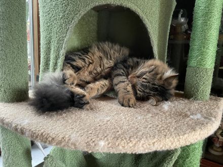 Erol, reinrassiger Türkisch Angora Kater