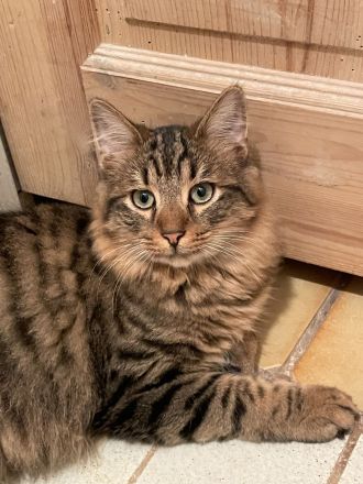 Erol, reinrassiger Türkisch Angora Kater