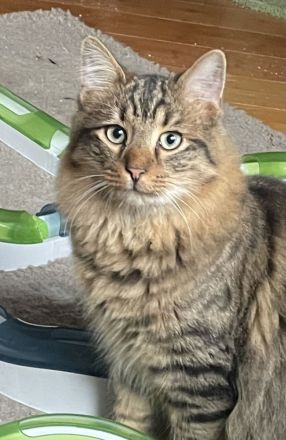 Erol, reinrassiger Türkisch Angora Kater