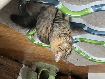 Erol, reinrassiger Türkisch Angora Kater