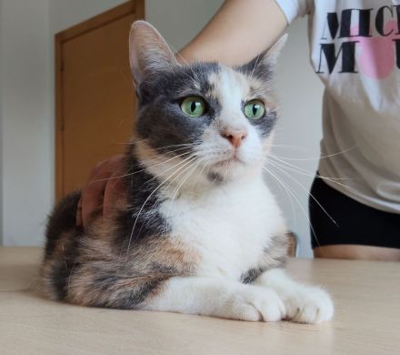 Trinity braucht dringend ein Zuhause oder wenigstens einen Pflegeplatz!