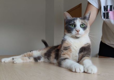 Trinity braucht dringend ein Zuhause oder wenigstens einen Pflegeplatz!