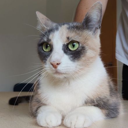 Trinity braucht dringend ein Zuhause oder wenigstens einen Pflegeplatz!