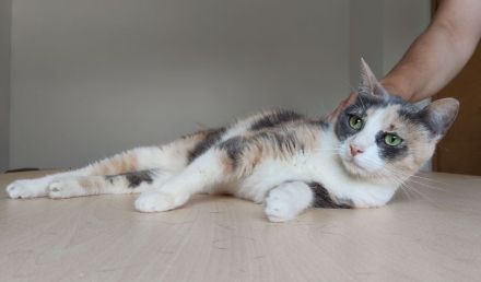 Trinity braucht dringend ein Zuhause oder wenigstens einen Pflegeplatz!