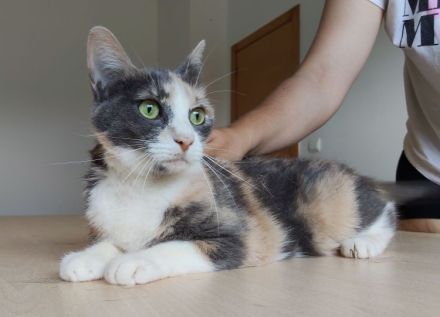 Trinity braucht dringend ein Zuhause oder wenigstens einen Pflegeplatz!