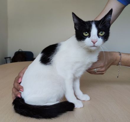 Patiña und Piñata sehnen sich sehr nach einem liebevollen Zuhause!