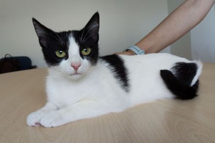 Patiña und Piñata sehnen sich sehr nach einem liebevollen Zuhause!