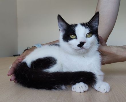 Patiña und Piñata sehnen sich sehr nach einem liebevollen Zuhause!