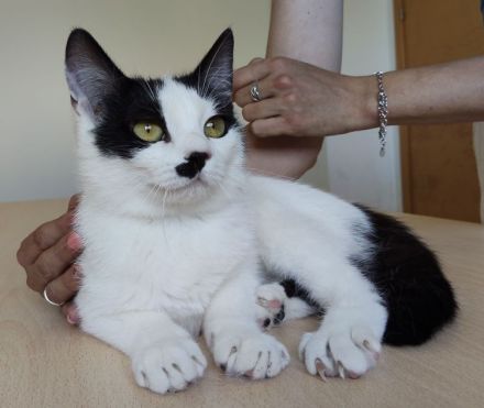 Patiña und Piñata sehnen sich sehr nach einem liebevollen Zuhause!