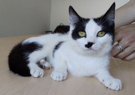 Patiña und Piñata sehnen sich sehr nach einem liebevollen Zuhause!