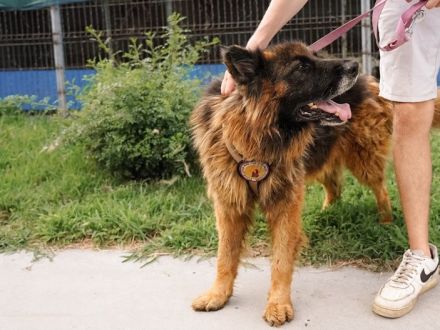 Stattlicher Rüde Crash mit sanftem Gemüt