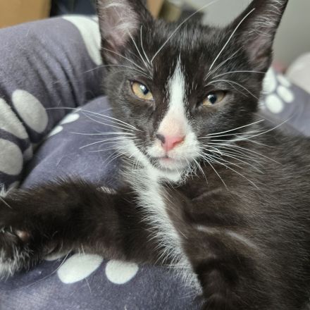 Verkaufen zwei Katzen