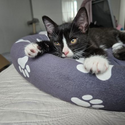 Verkaufen zwei Katzen