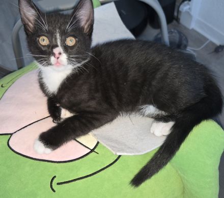 Verkaufen zwei Katzen