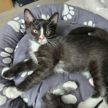 Verkaufen zwei Katzen