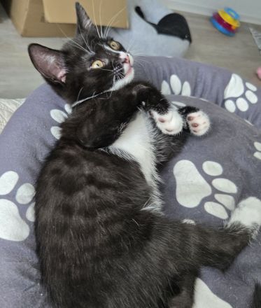 Verkaufen zwei Katzen