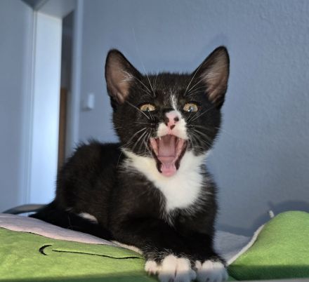 Verkaufen zwei Katzen