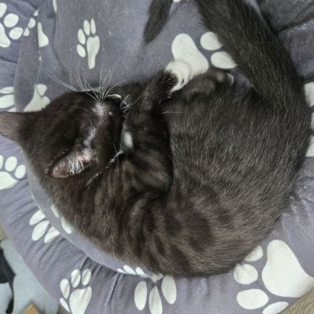 Verkaufen zwei Katzen